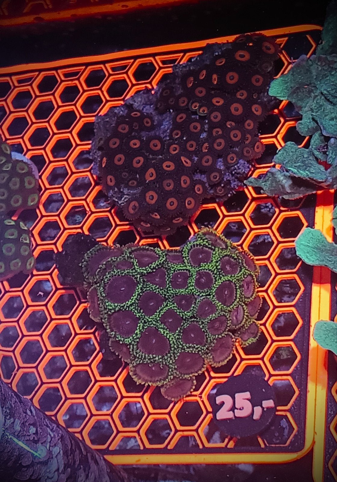 2 verschillende stenen vol met zoanthids, Zoutwatervis