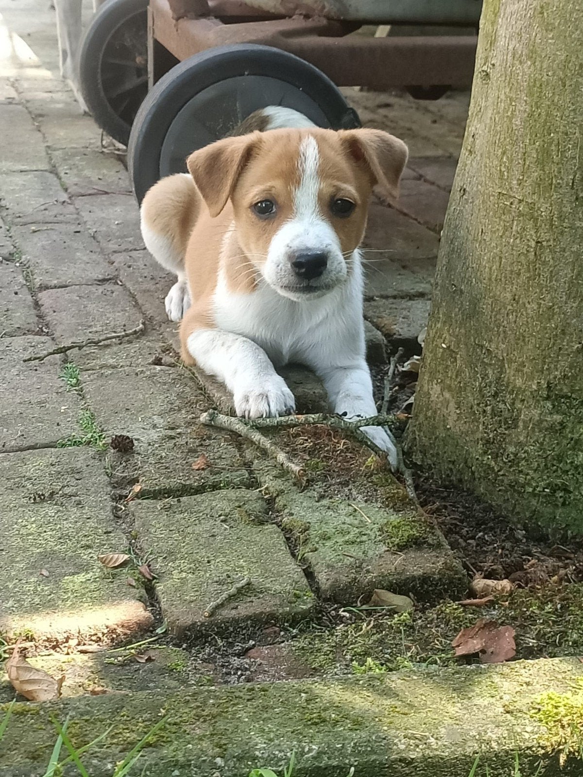3 prachtige, sociale, speelse boerenfox pups, Parvo, 8 tot 15 weken, Meerdere, Meerdere dieren