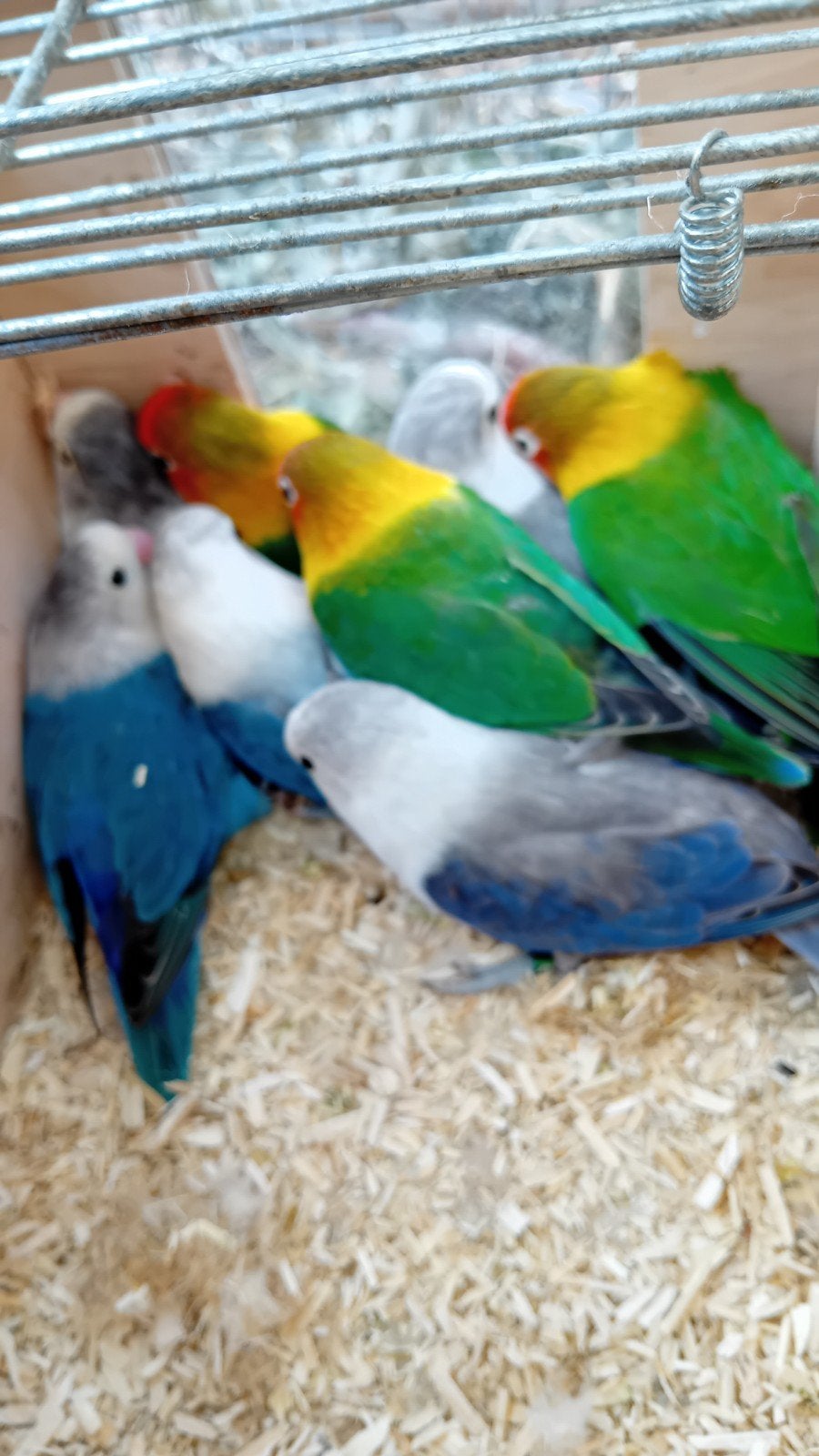 personatas en fischeris, Dieren en Toebehoren, Meerdere dieren, Parkiet