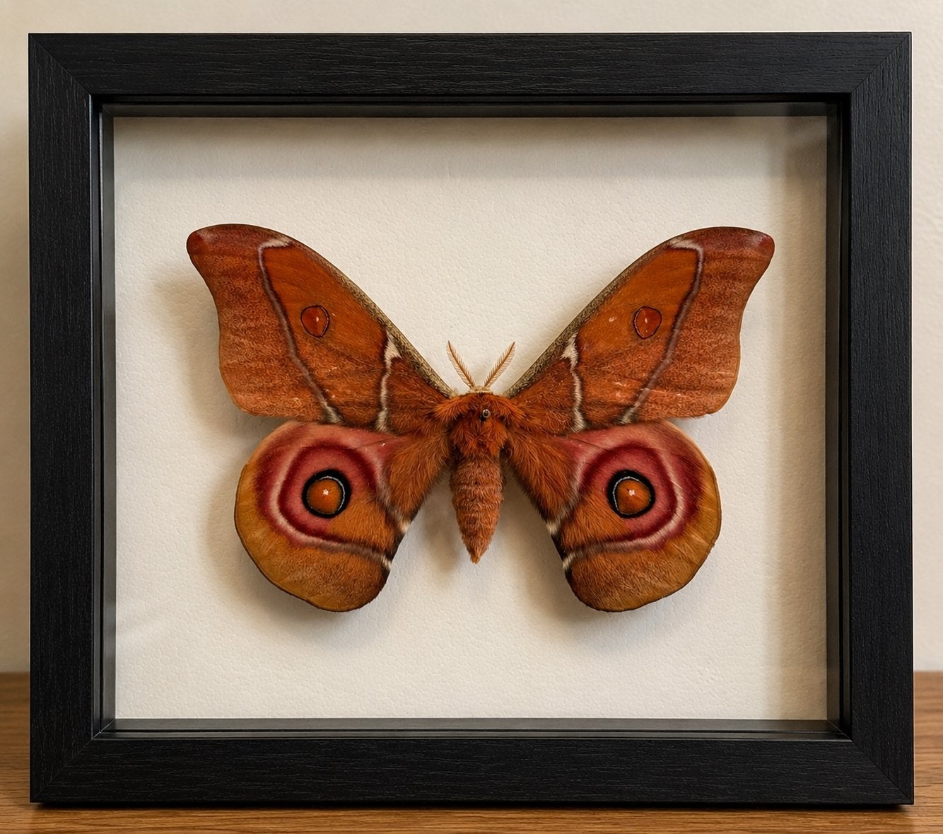 Madagascar Bullseye moth, Vlinders of Rupsen