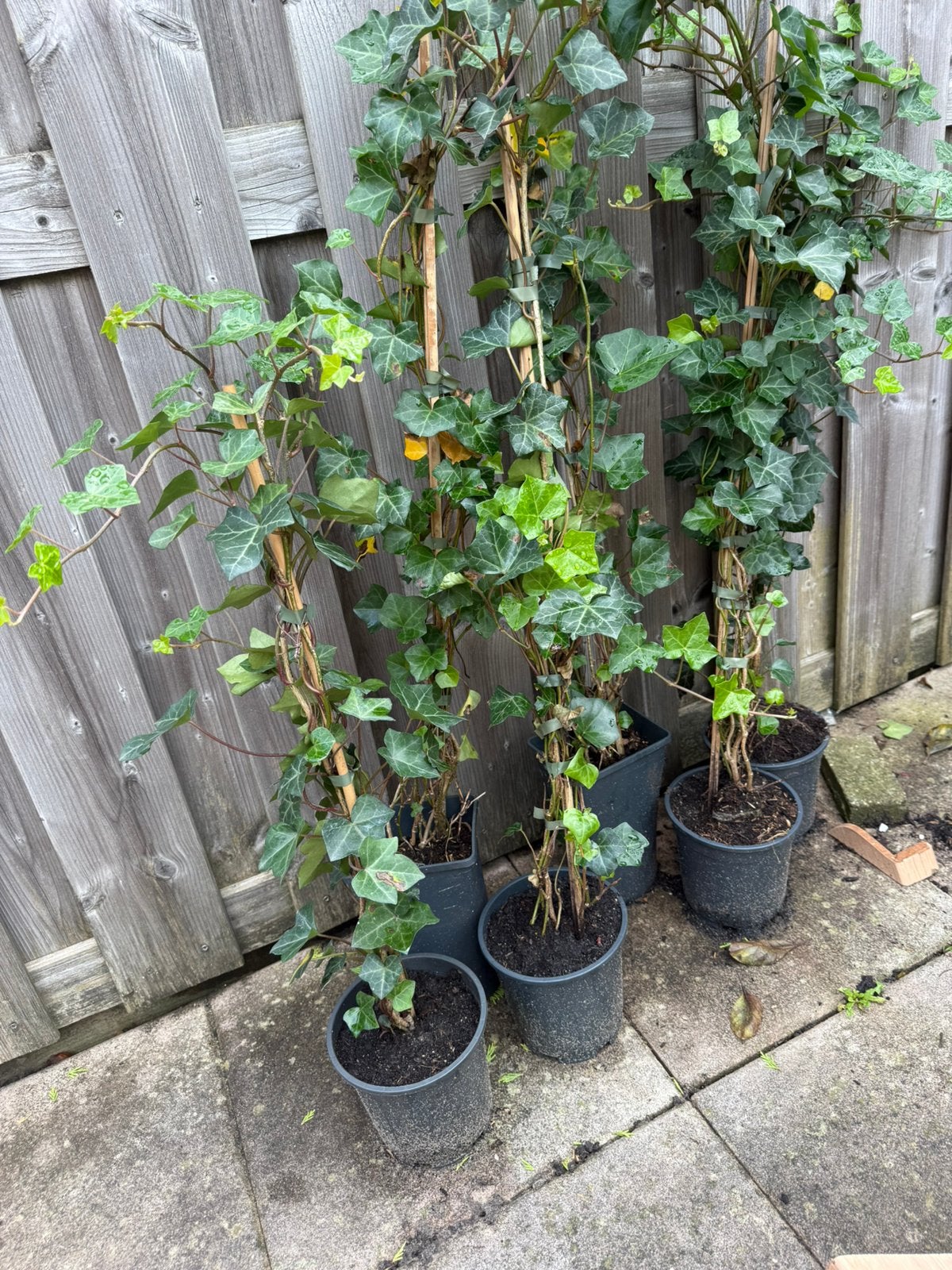 Klimop (Hedera helix) - 6 stuks Jonge planten, Vaste plant, Ophalen of Verzenden, Bloeit niet, Halfschaduw