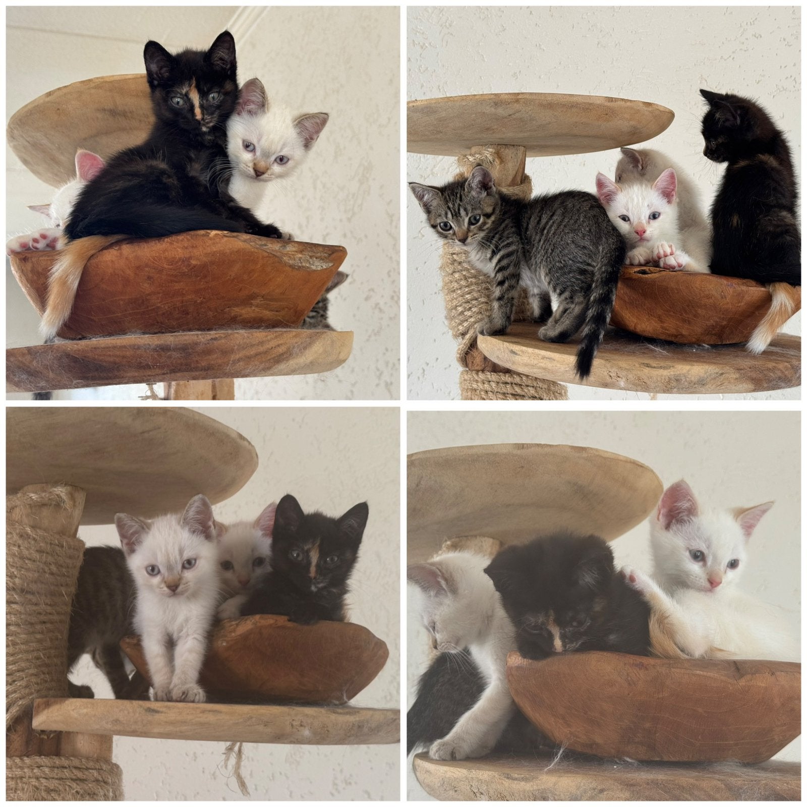 Siamese x Britse kittens | Nu beschikbaar, Dieren en Toebehoren, Katten en Kittens | Raskatten | Korthaar, Meerdere dieren, Gechipt