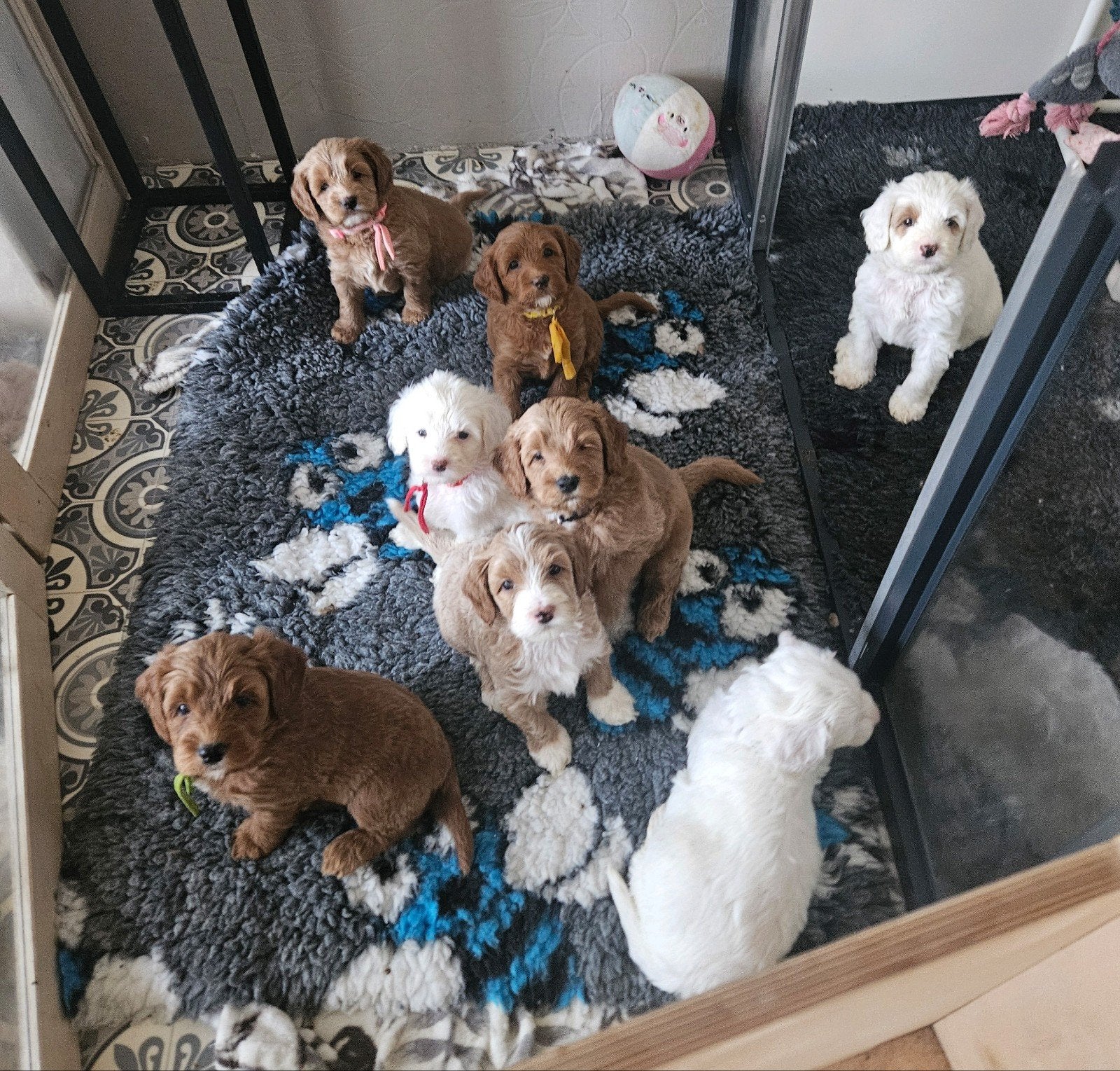 Australian Labradoodle pup met Wala stamboom, Overige rassen, 8 tot 15 weken, Meerdere, Meerdere dieren