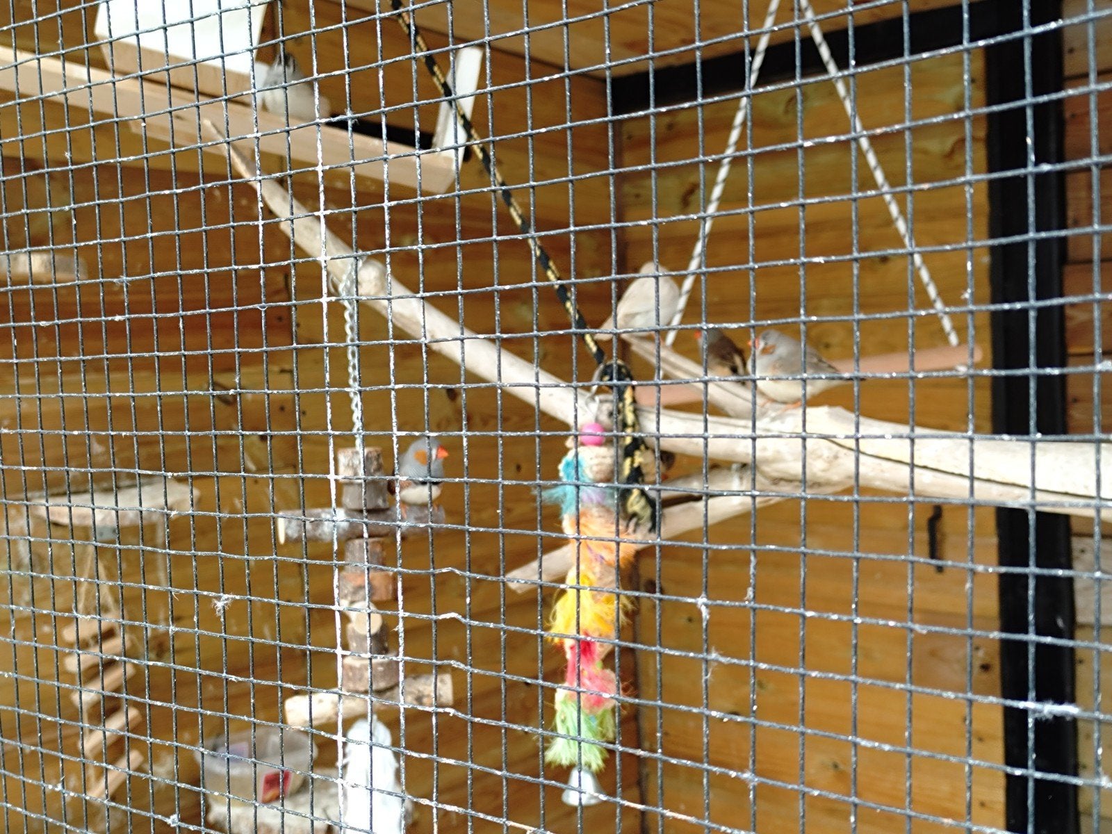 Zebravinken te koop!, Meerdere dieren