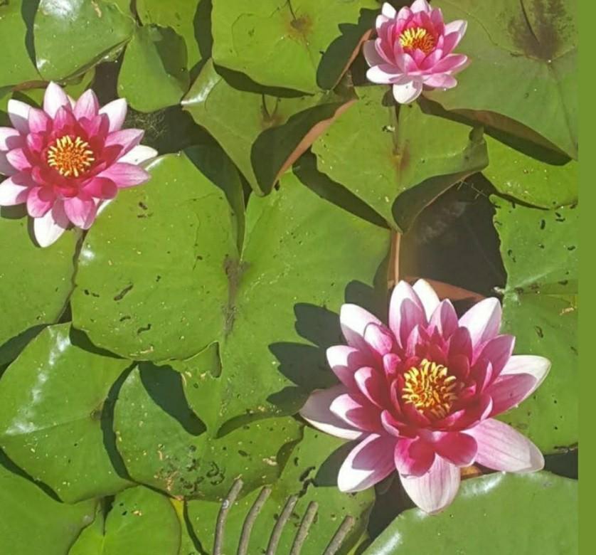 Grootbloemige rose waterlelie, Ophalen