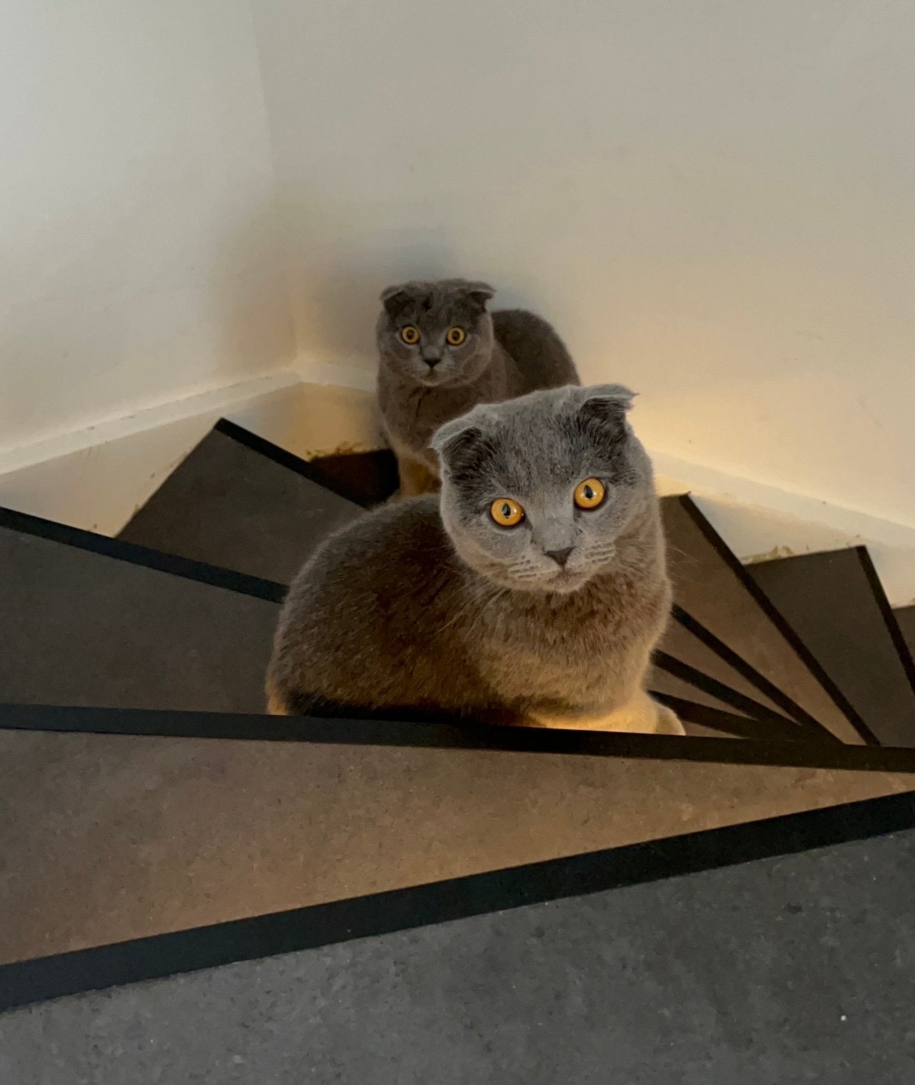 Britse kort haar en Scottish fold katten, Dieren en Toebehoren, Kater