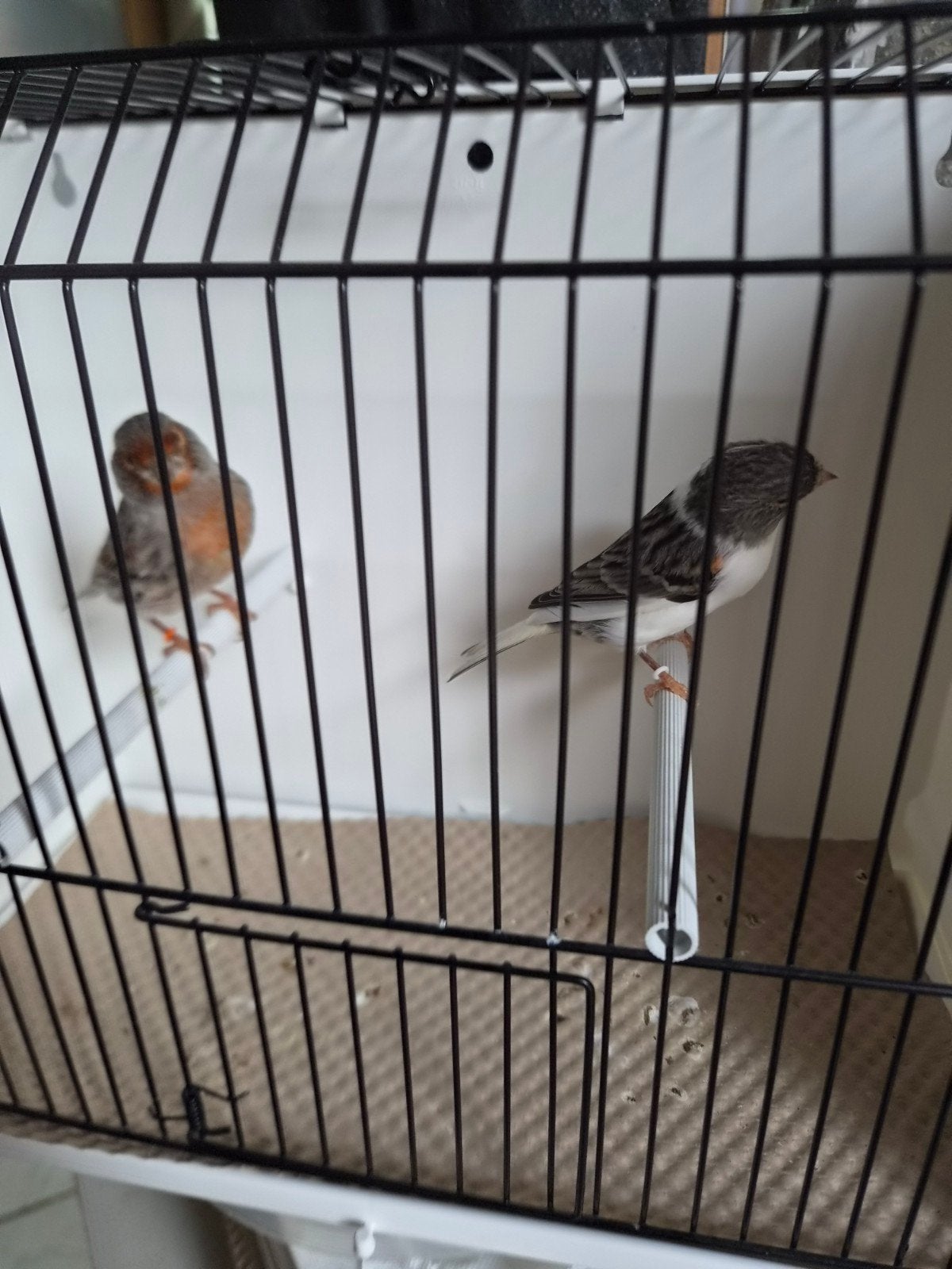 kanarie, Meerdere dieren, Kleurkanarie