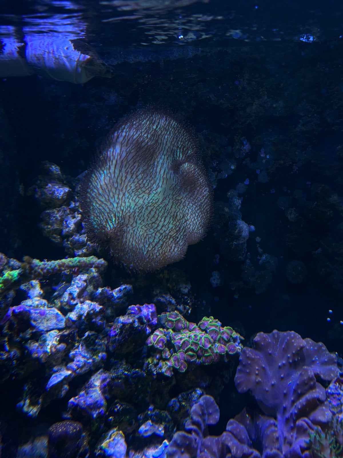 Sarcophyton galaucum Neon Green Body, Dieren en Toebehoren, Overige typen, Zoutwatervis