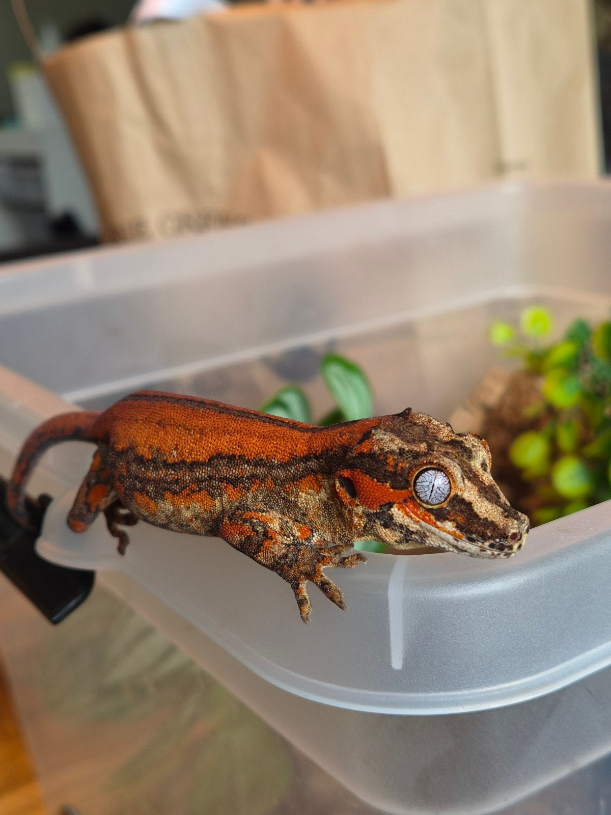diverse nakweek velrode gargoyle gekko, Hagedis, Tam, 0 tot 2 jaar