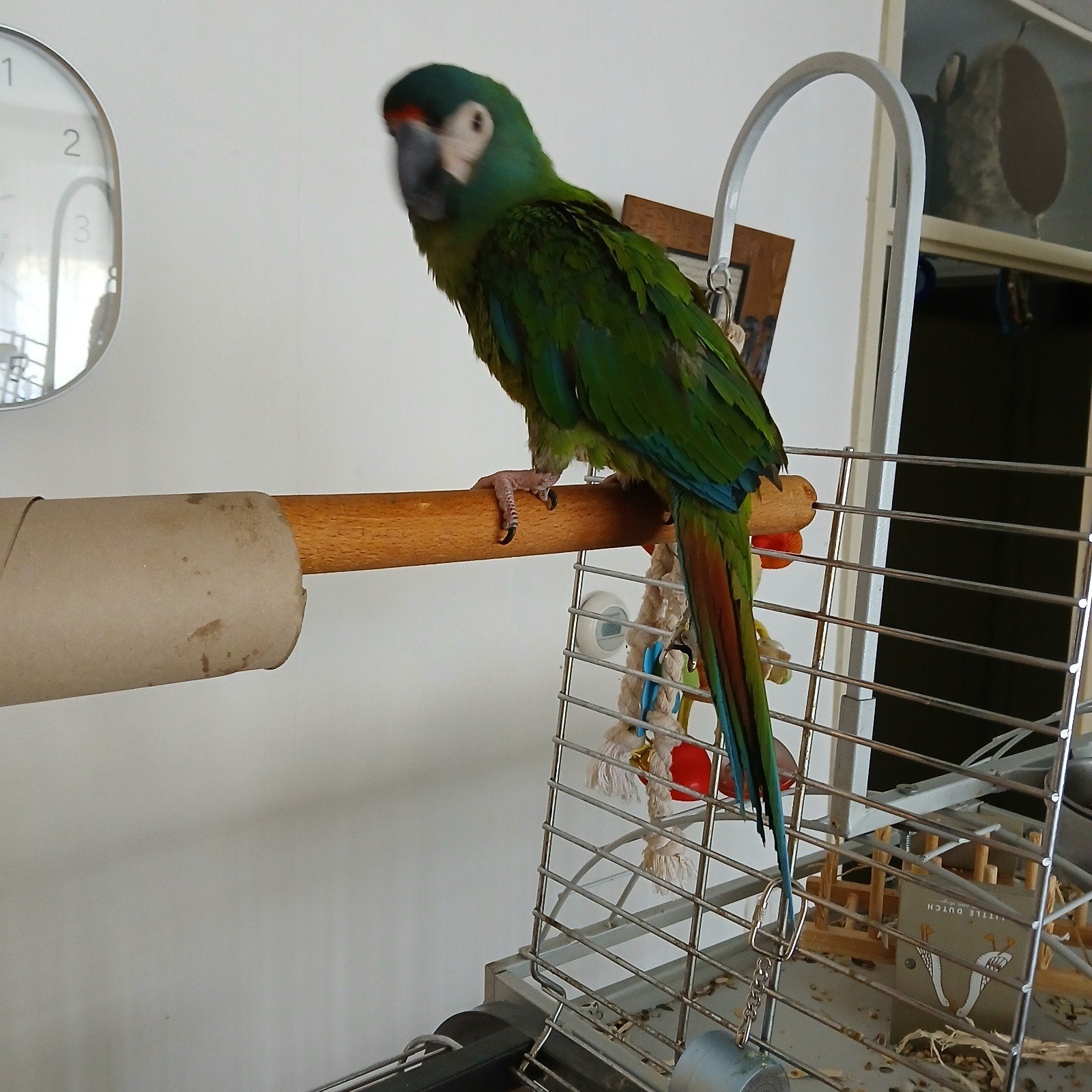 Papagaj, Meerdere dieren, Papegaai, Pratend