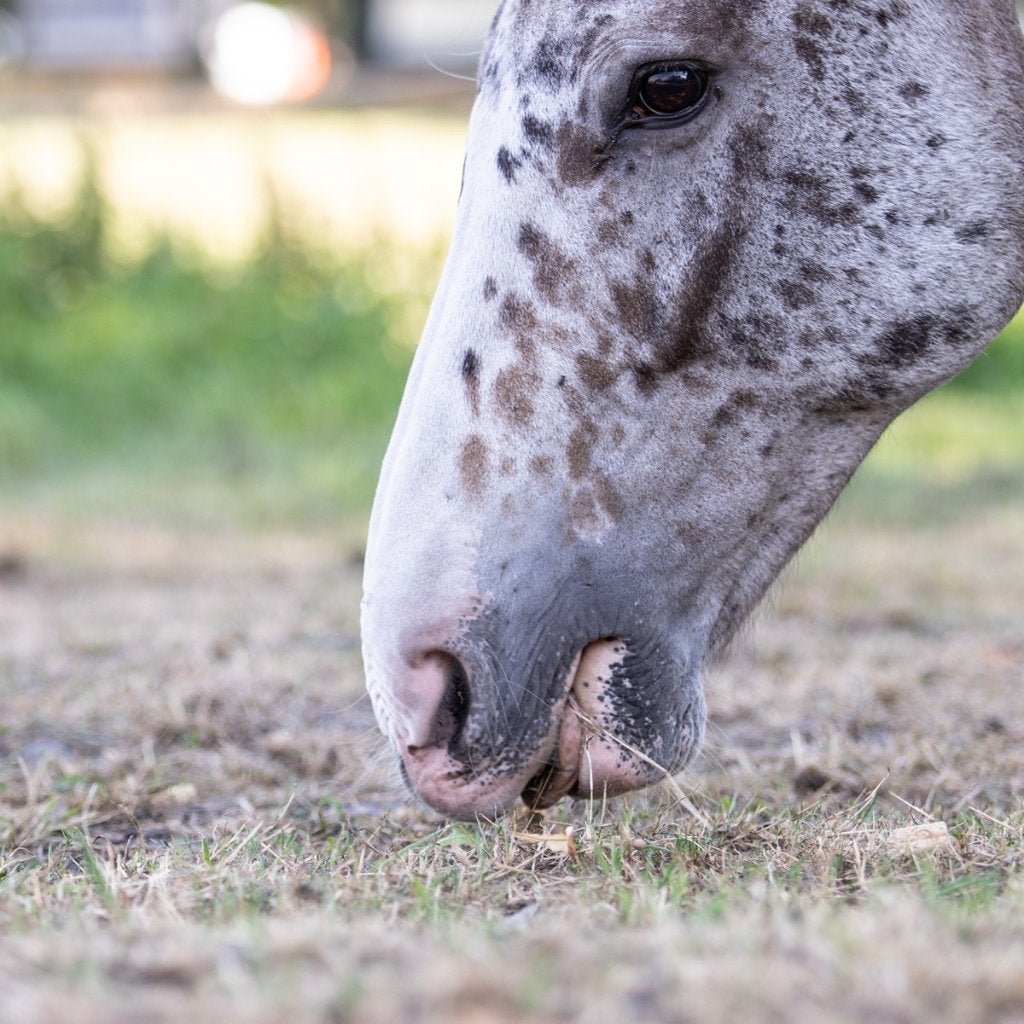 Horsefood Zandvrij mix voor paard en pony., Ophalen of Verzenden, Nieuw, Voedingssupplement