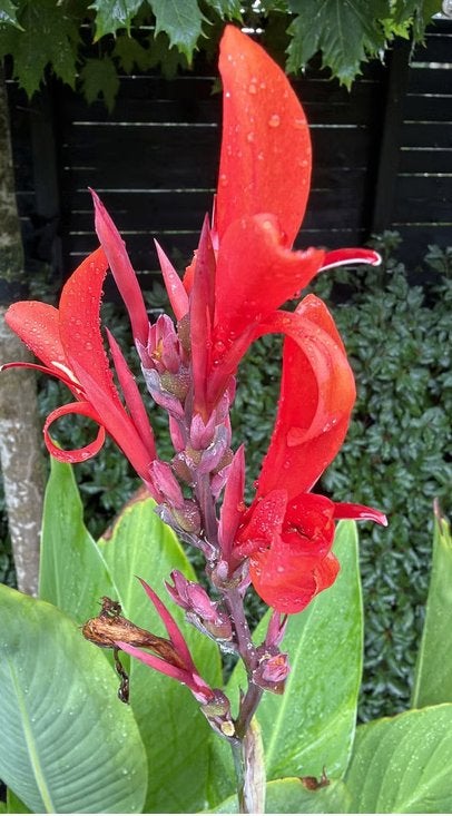 Canna musafolia - Banana canna in grote pot - incl. pot, Volle zon, Vaste plant, Zomer, Ophalen