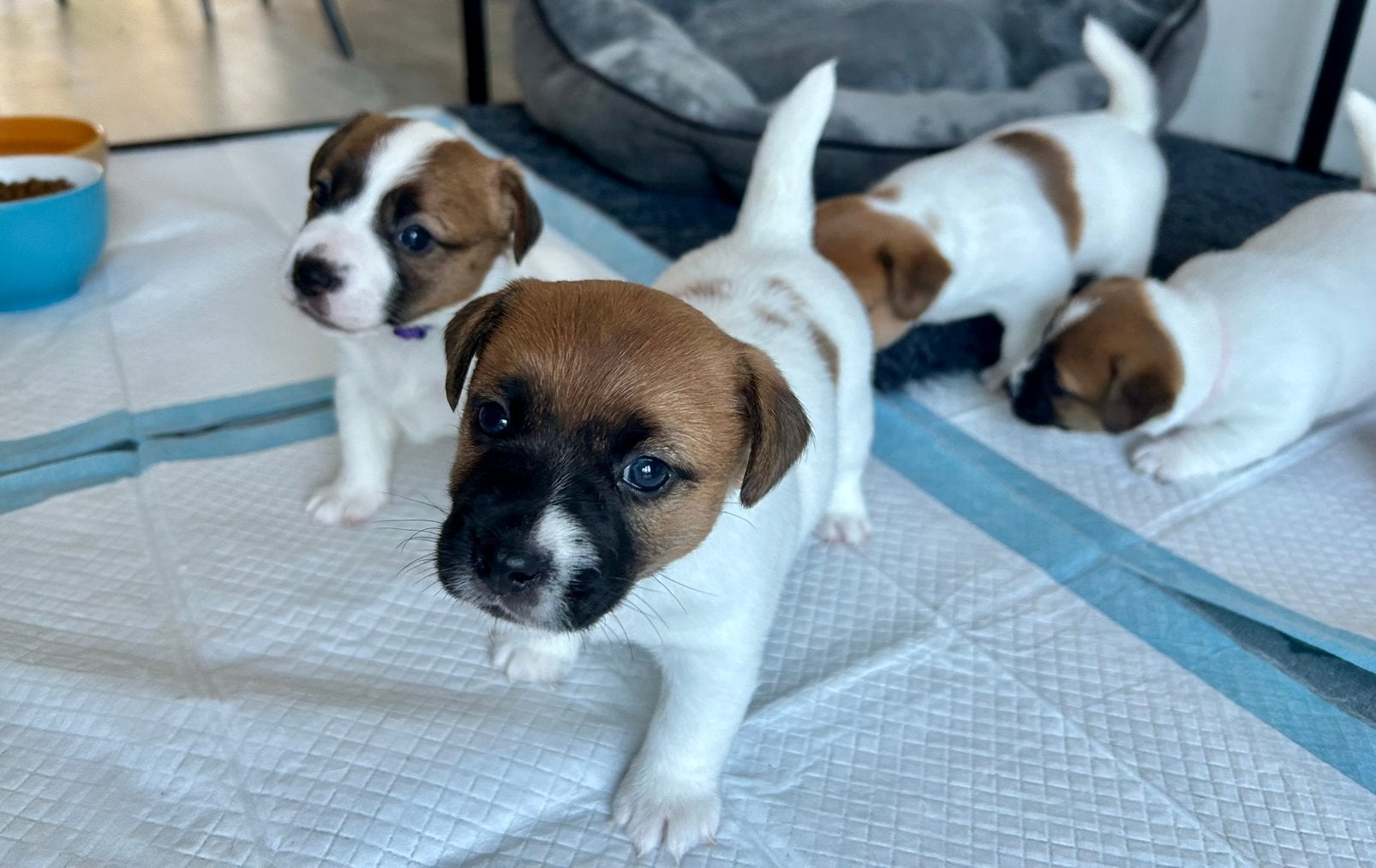 Jack Russell reu gladhaar met stamboom, Dieren en Toebehoren, Honden | Jack Russells en Terriërs, Jack Russell Terriër, Reu, 8 tot 15 weken