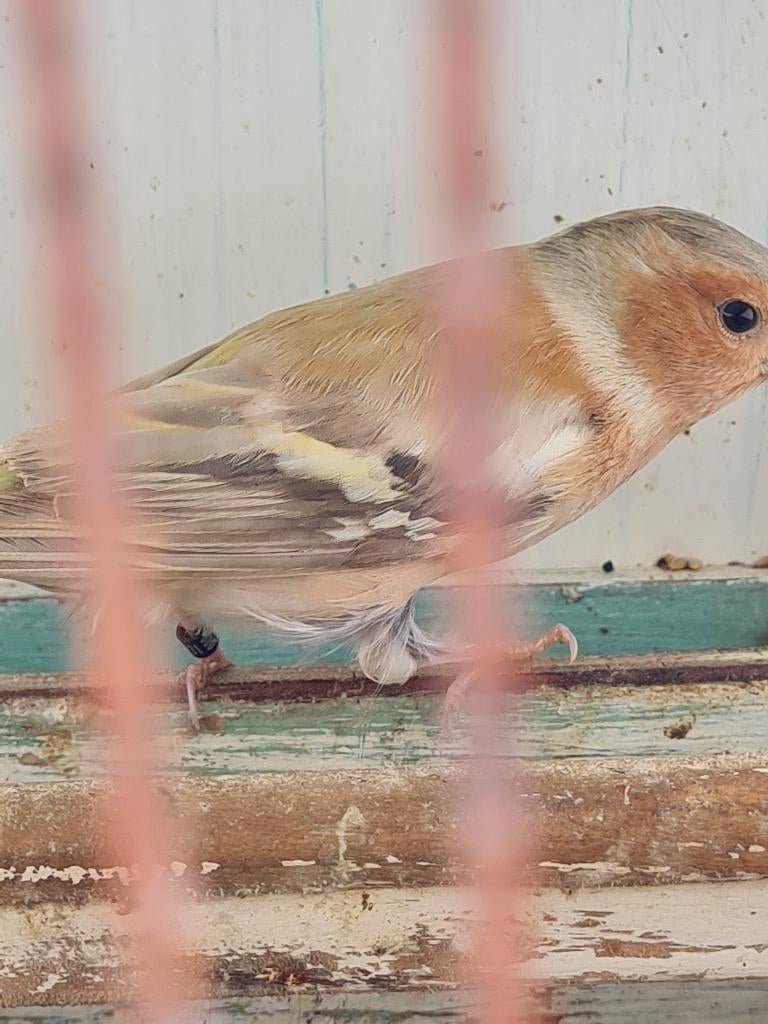 Botvinken, Dieren en Toebehoren, Mannelijk, Wildzangvogel, Geringd