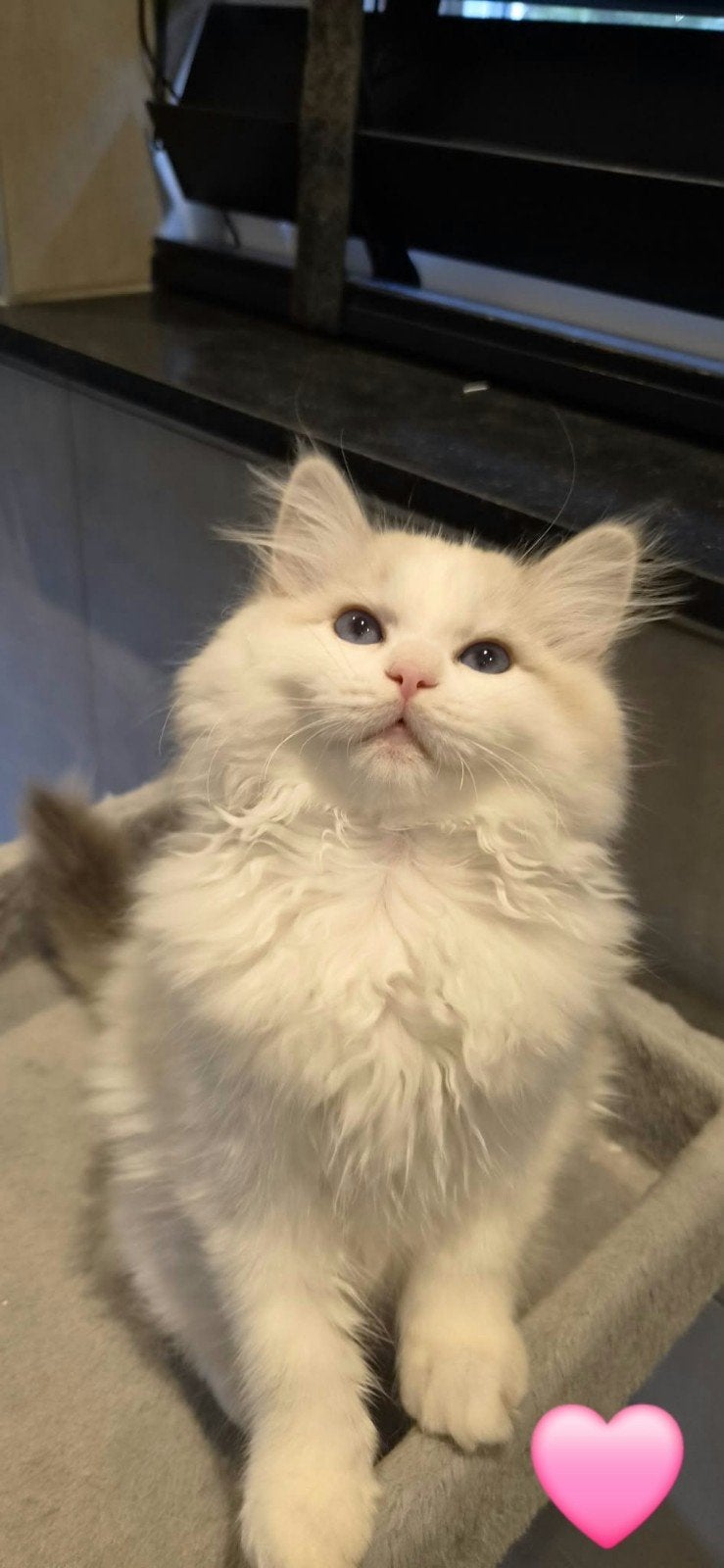 Mooie Ragdoll / Siberische kittens aangeboden, Dieren en Toebehoren, Meerdere dieren, Langharig, 0 tot 2 jaar