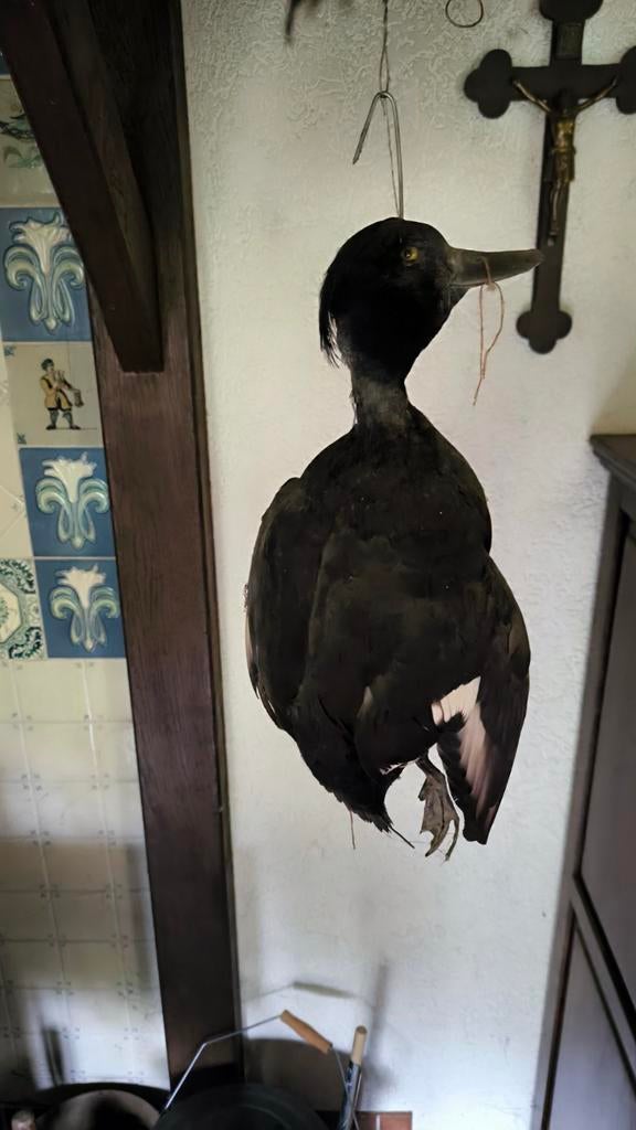 Opgezette vogels: kraaien en fazant, Ophalen, Vogel, Opgezet dier