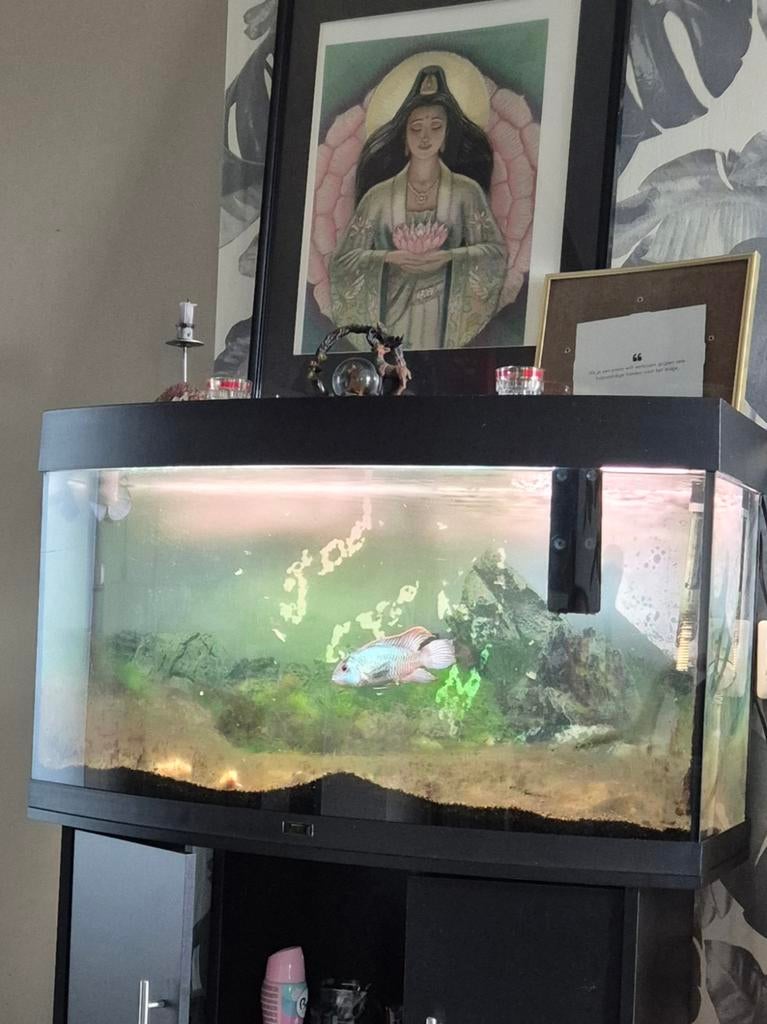 Aquarium 180L, Vis