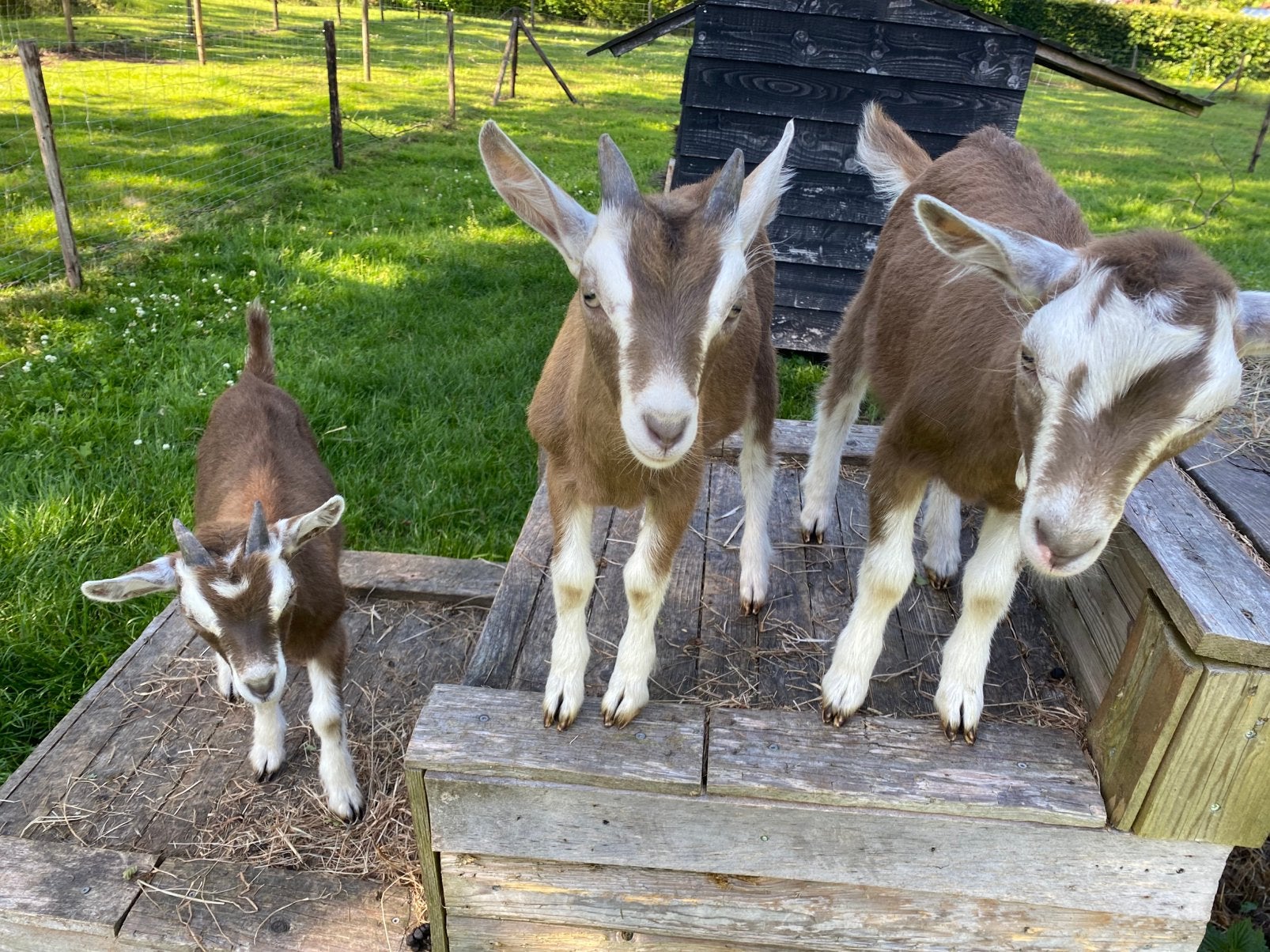 Leuke bokjes zoeken nieuw adres, Dieren en Toebehoren, Schapen, Geiten en Varkens, Mannelijk, Geit