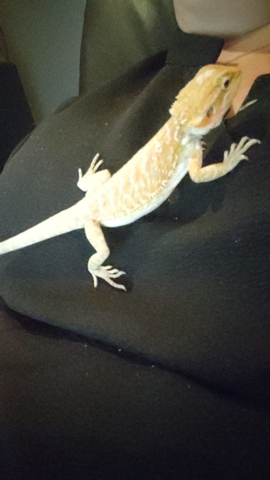 Jonge Baardagaam, Pogona Vitticeps. Bearded Dragon photo 3