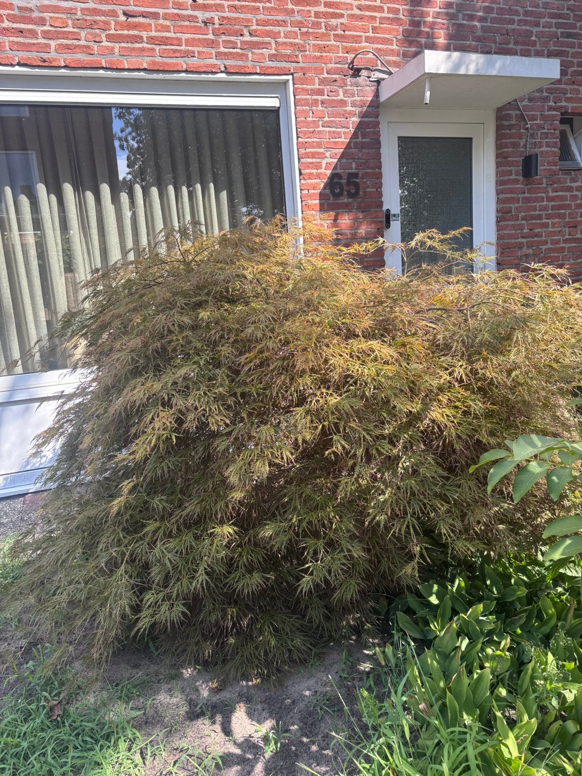 Gratis ophalen boompje, Tuin en Terras, Ophalen, Volle zon, Overige soorten, Minder dan 100 cm