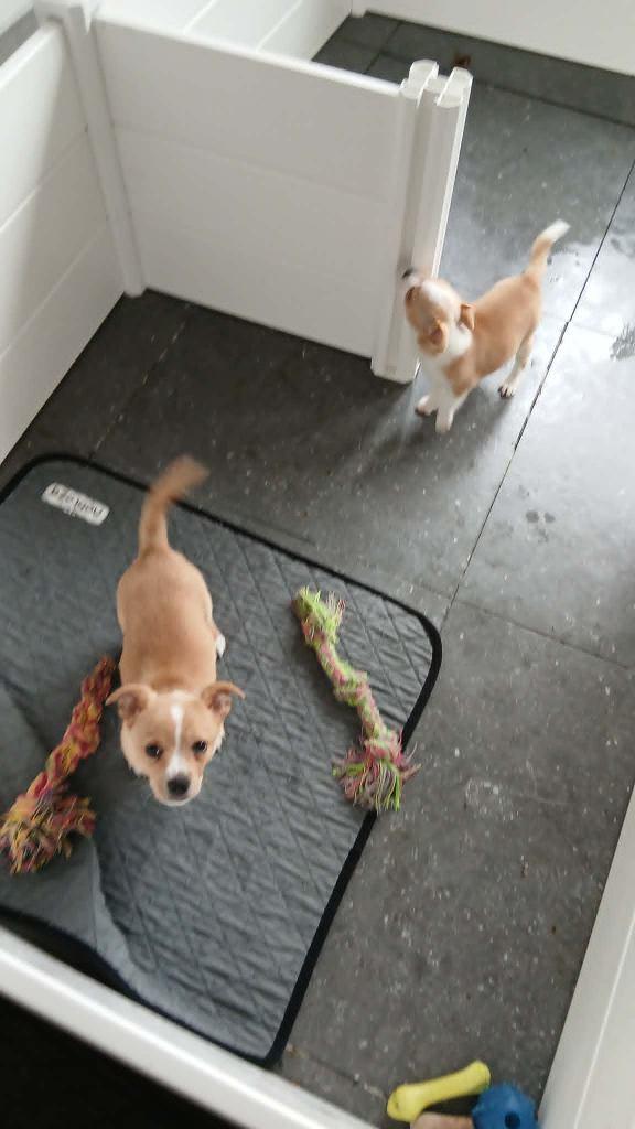 chihuahua pups, Dieren en Toebehoren, Honden | Chihuahua's en Gezelschapshonden, België, Fokker | Hobbymatig, 8 tot 15 weken, Meerdere