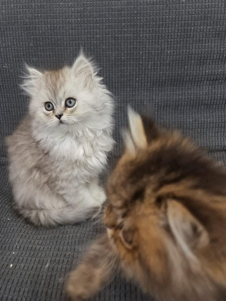 5 perzische kittens, Dieren en Toebehoren, Katten en Kittens | Raskatten | Langhaar, Meerdere dieren, Ontwormd, 0 tot 2 jaar