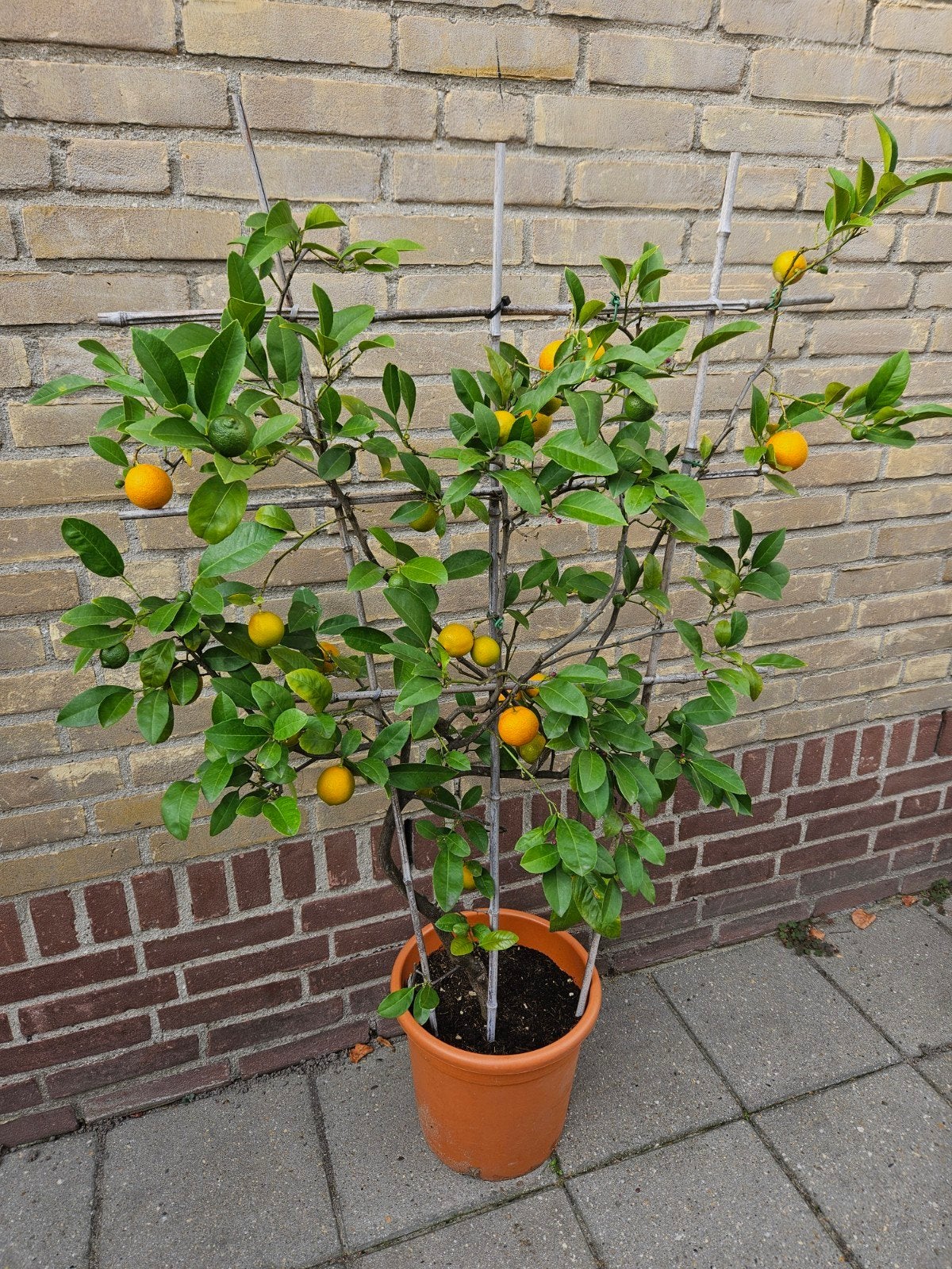 Citrus lemandarin Otaheite, Tuin en Terras, Ophalen, Overige soorten, Minder dan 100 cm