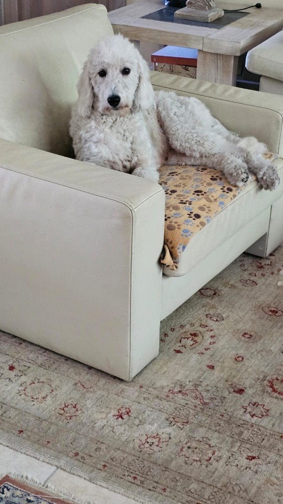 Goldendoodle Teef 16 Monate jung zu verkaufen, Overige rassen, 1 tot 2 jaar, Teef, Parvo