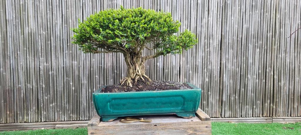 Bonsai Lonicera, Halfschaduw, Overige soorten, Minder dan 100 cm, Zomer