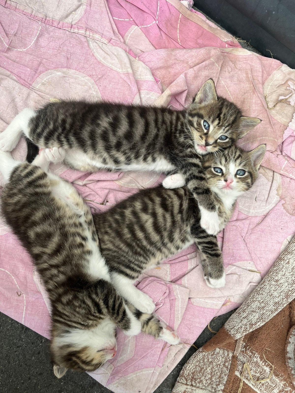 Mooie lieve kittens, Dieren en Toebehoren, Katten en Kittens | Overige Katten, Meerdere dieren