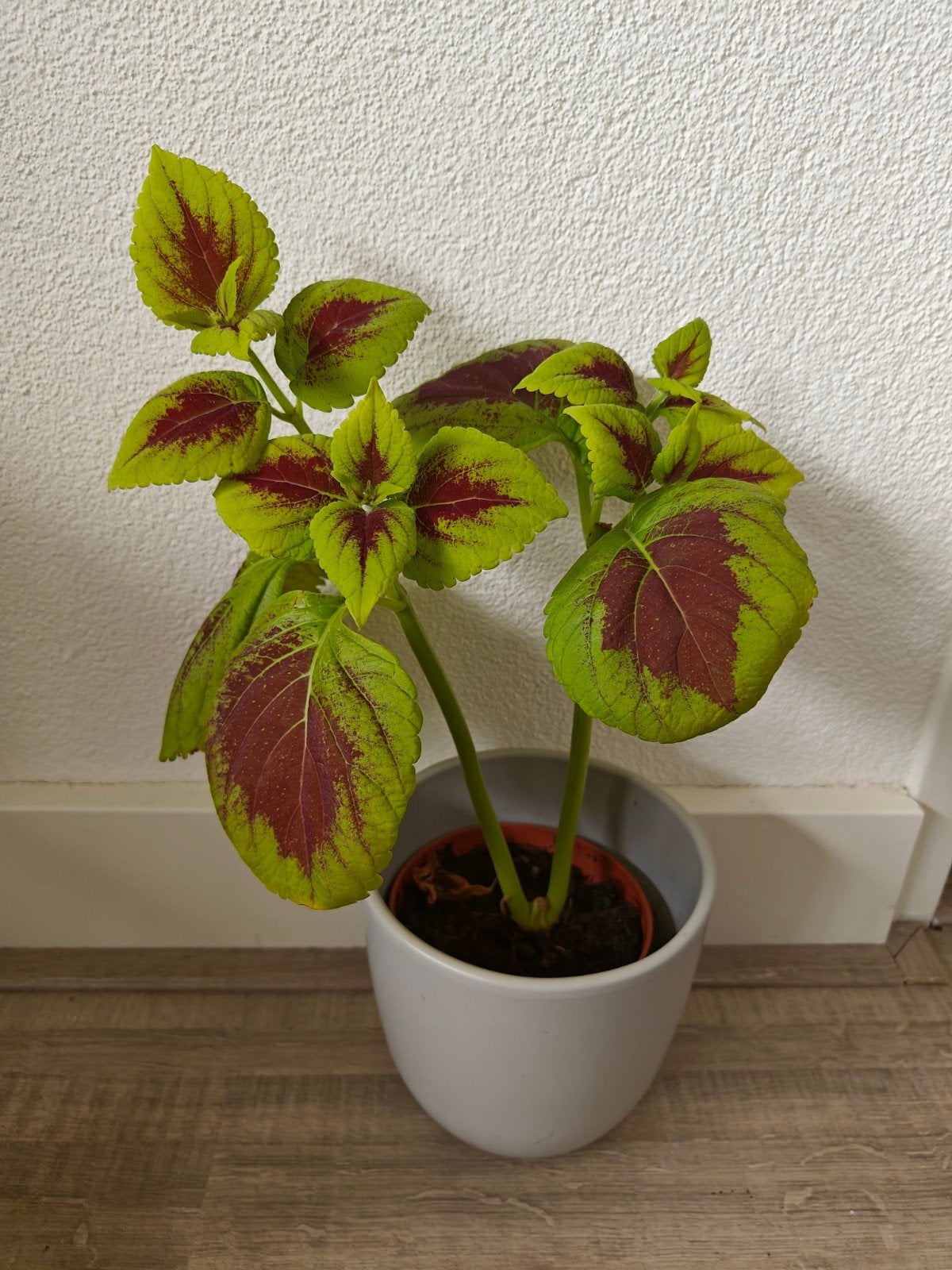 Siernetel (Coleus), Ophalen of Verzenden