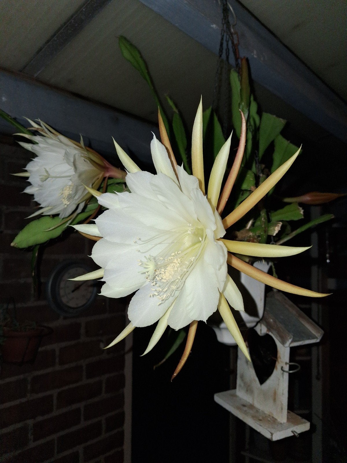 Kort bloeiende cactus (Epiphyllum Crenatum), Ophalen, Cactus, Halfschaduw, Minder dan 100 cm