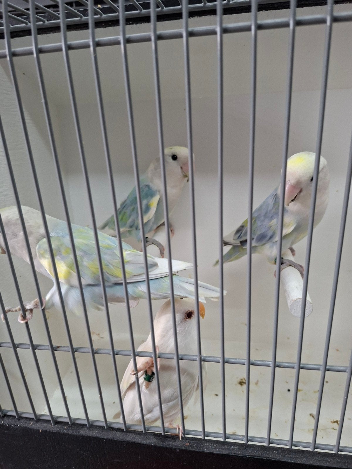 te koop diverse grote en kleine parkieten, Dieren en Toebehoren