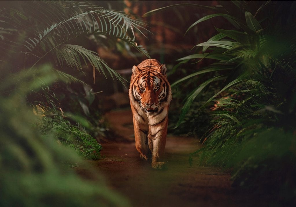 Tijger in de Jungle behang, ook op maat, Muurdeco4kids, Verzenden, Fotobehang