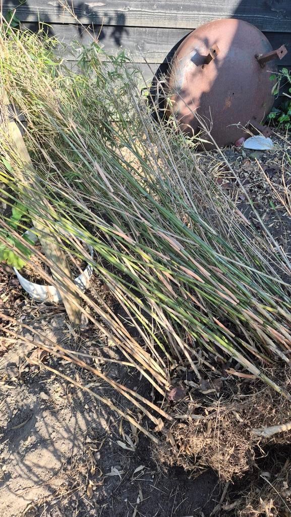 Bamboe planten gratis af te halen voor maandag, Tuin en Terras, Ophalen, Bloeit niet, Overige soorten, Halfschaduw