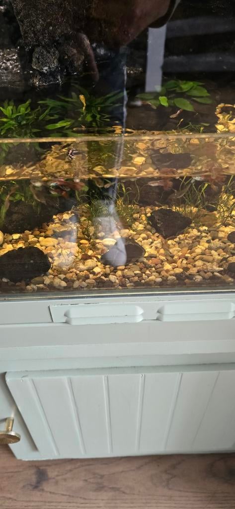 Gratis baby guppies, Ophalen