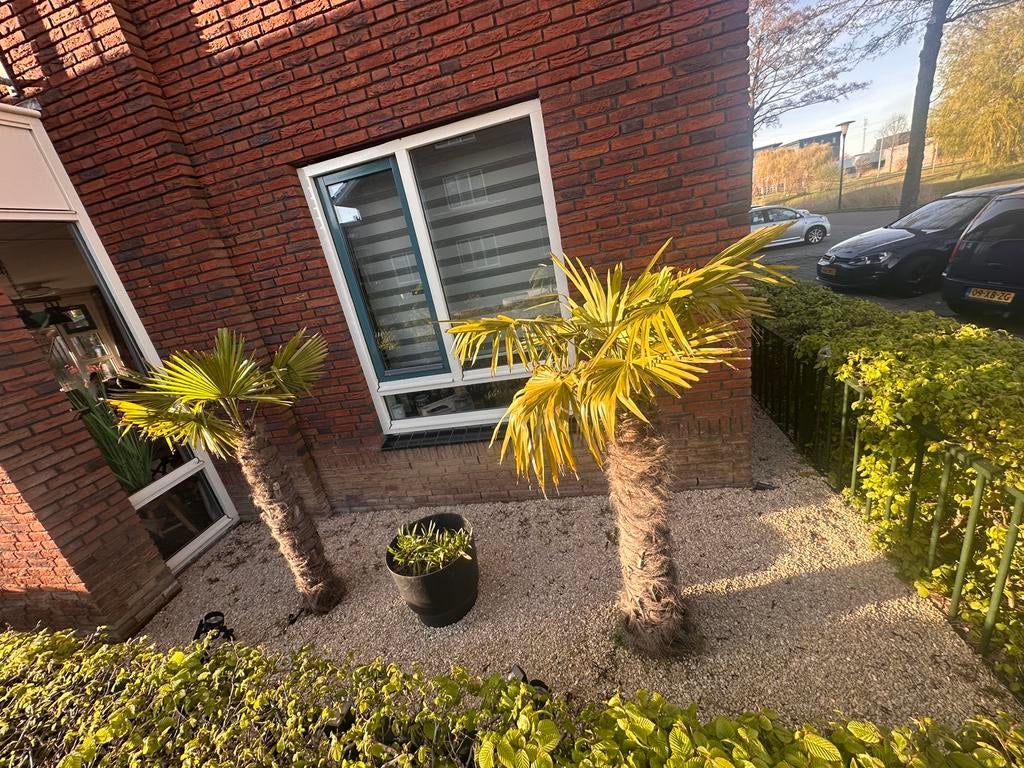 Palmboom, Steen, Rond, Ophalen of Verzenden, Zo goed als nieuw