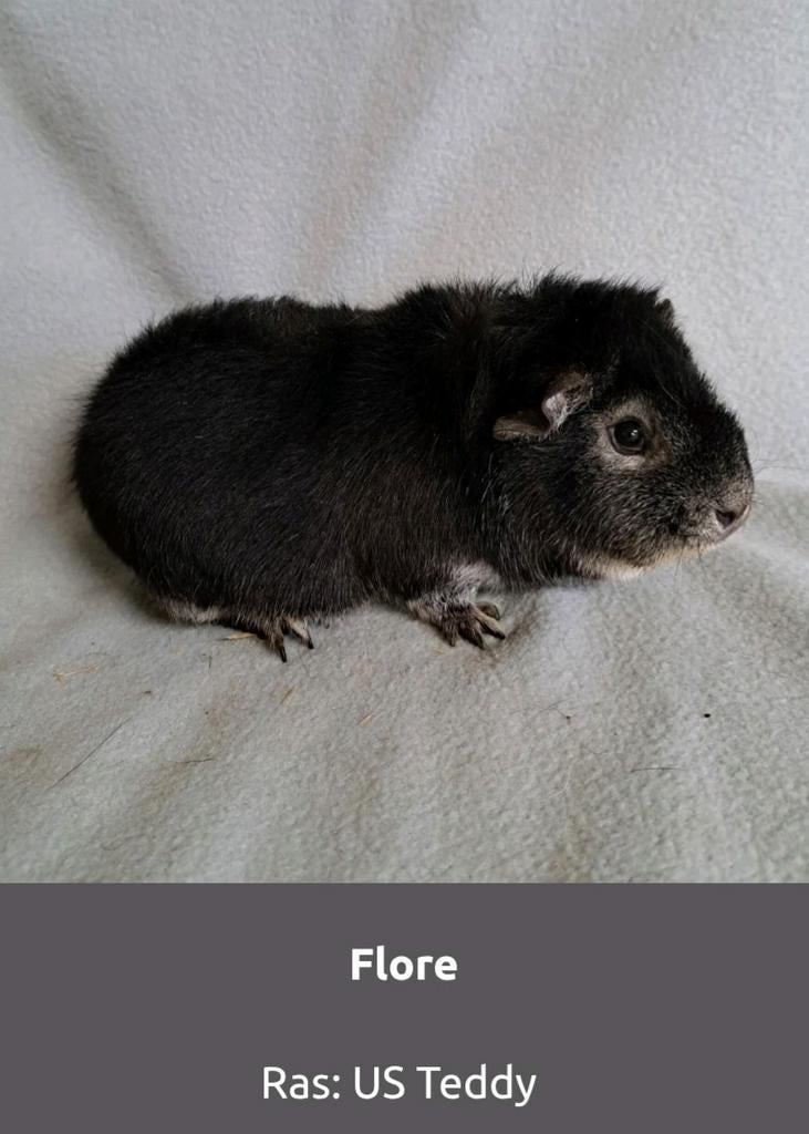 Mooi US Teddy cavia zeugje, Zwart Zilvervos, September, Vrouwelijk, Cavia