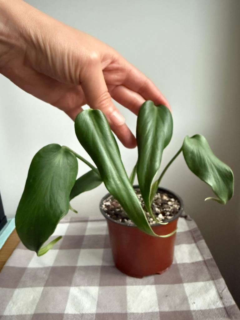 Monstera Burle Marx Flame, Ophalen of Verzenden, Overige soorten, Volle zon