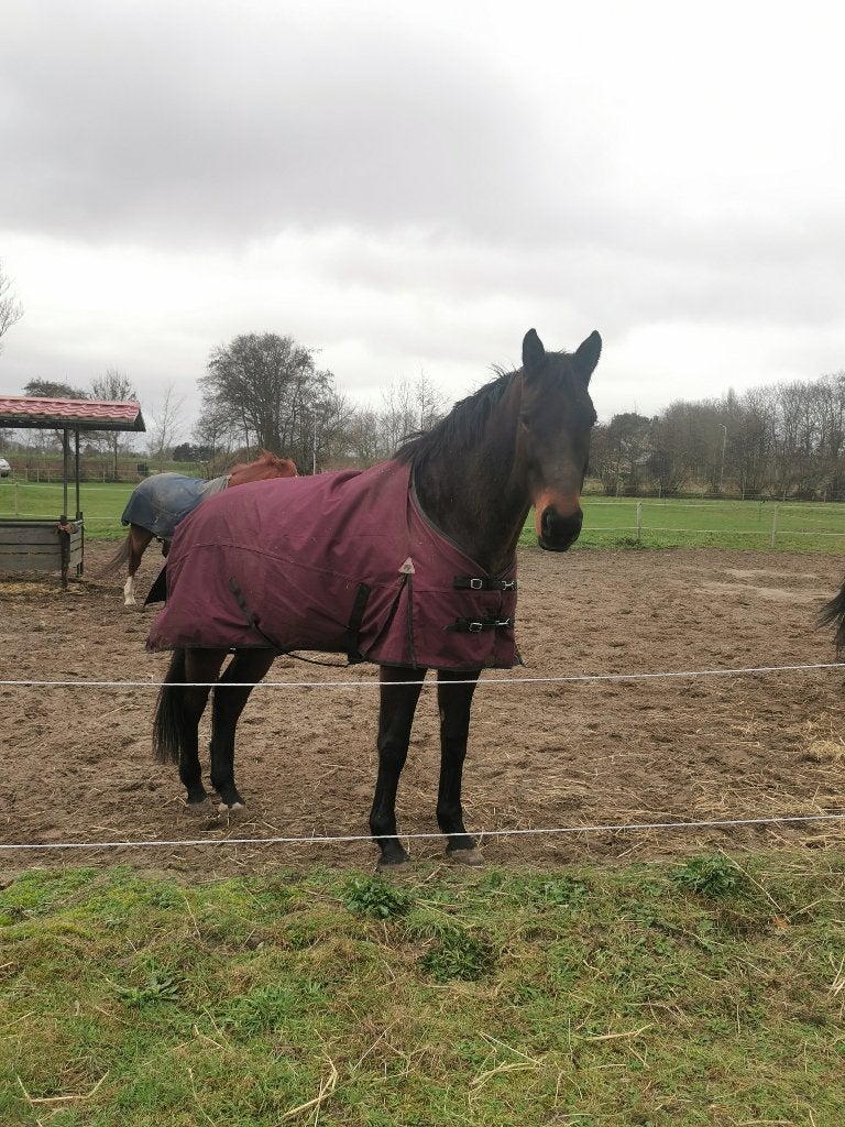 Outdoor paardendeken, Dieren en Toebehoren, 100 g, Nieuw, Ophalen of Verzenden, Polyester