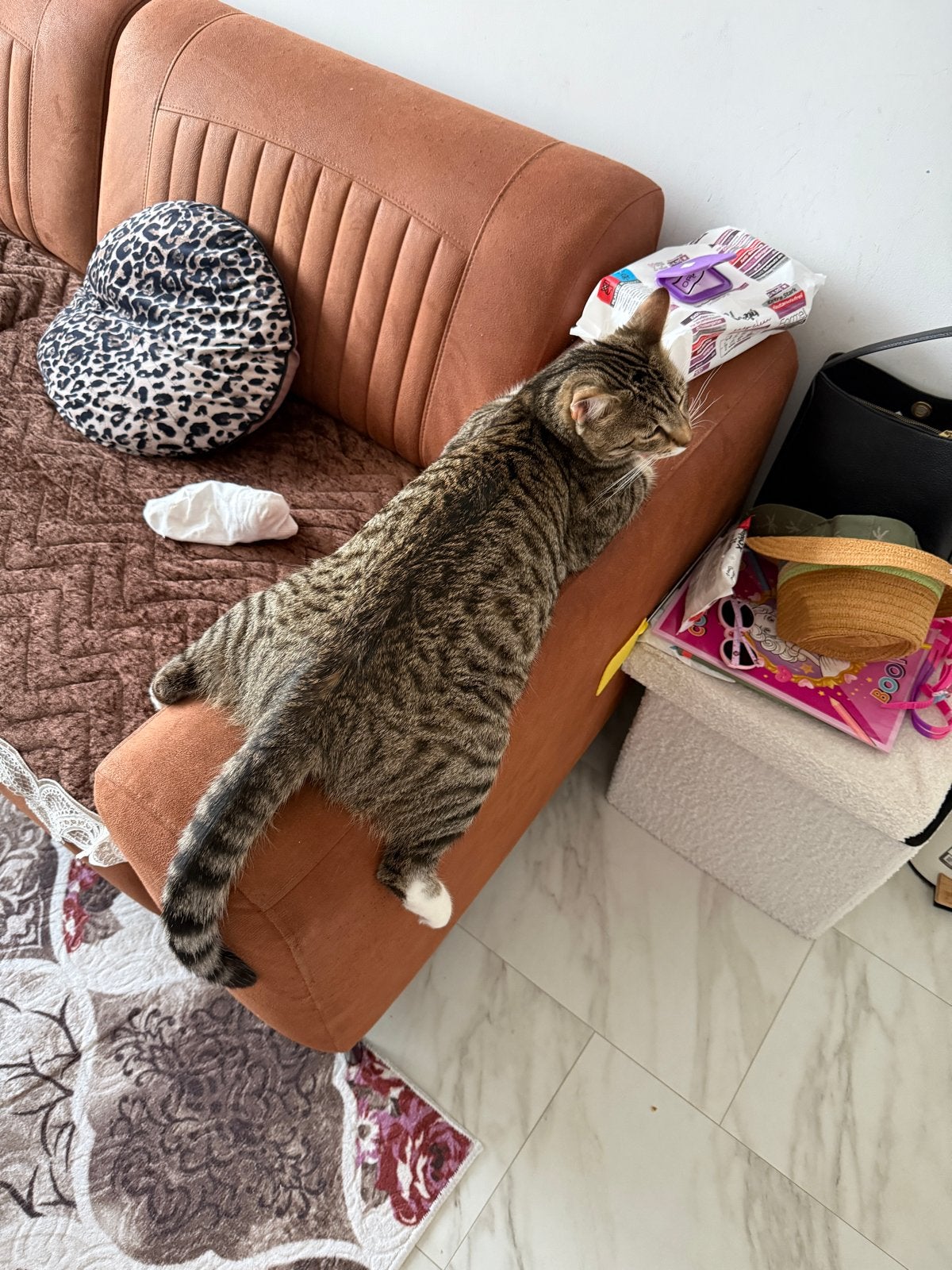 Europe korthar, Dieren en Toebehoren, Poes, Kortharig, 0 tot 2 jaar