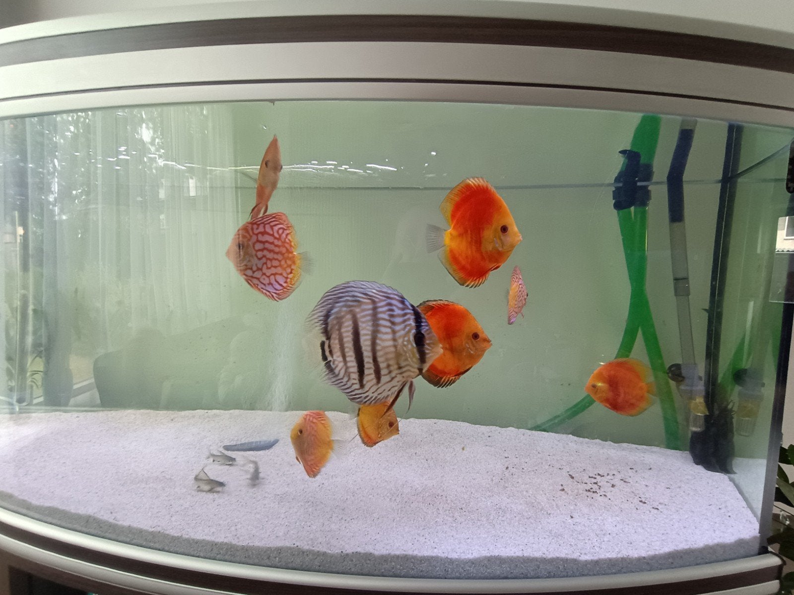 discusvissen te koop, Dieren en Toebehoren, Vissen | Aquariumvissen, Vis