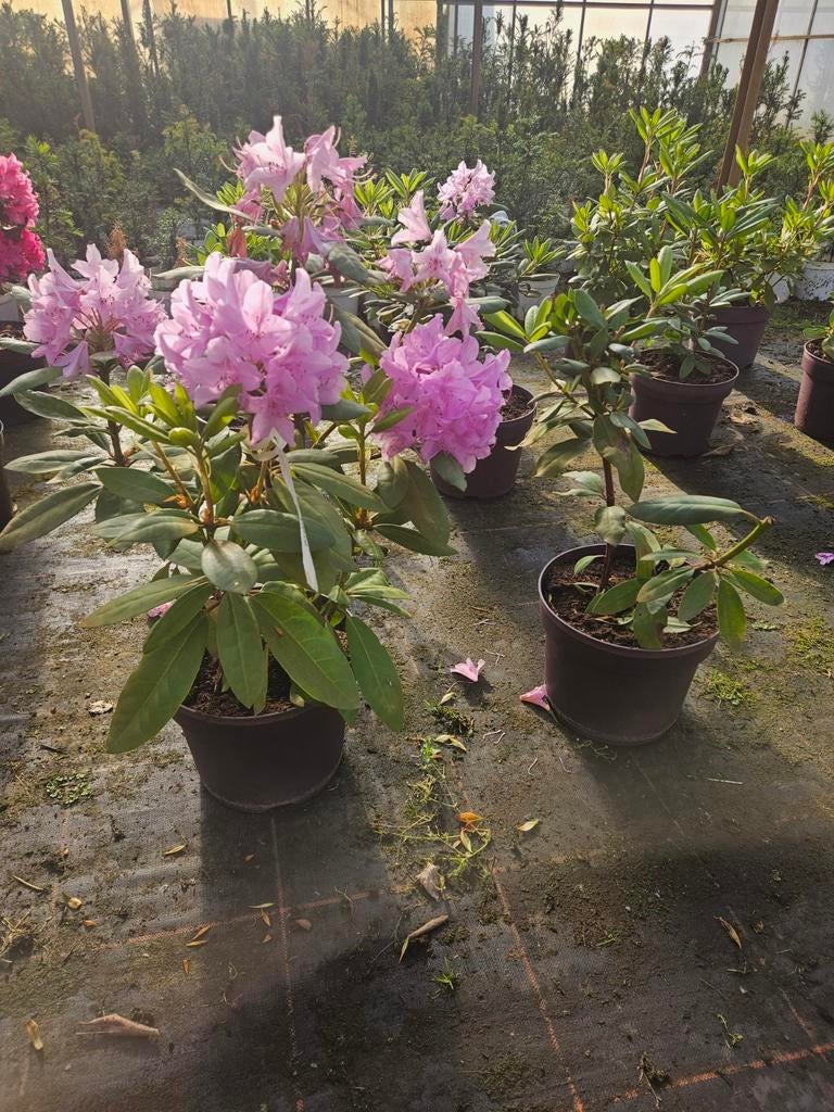 Rhododendron Roseum Elegance te koop!, Vaste plant, Halfschaduw, Lente, Ophalen