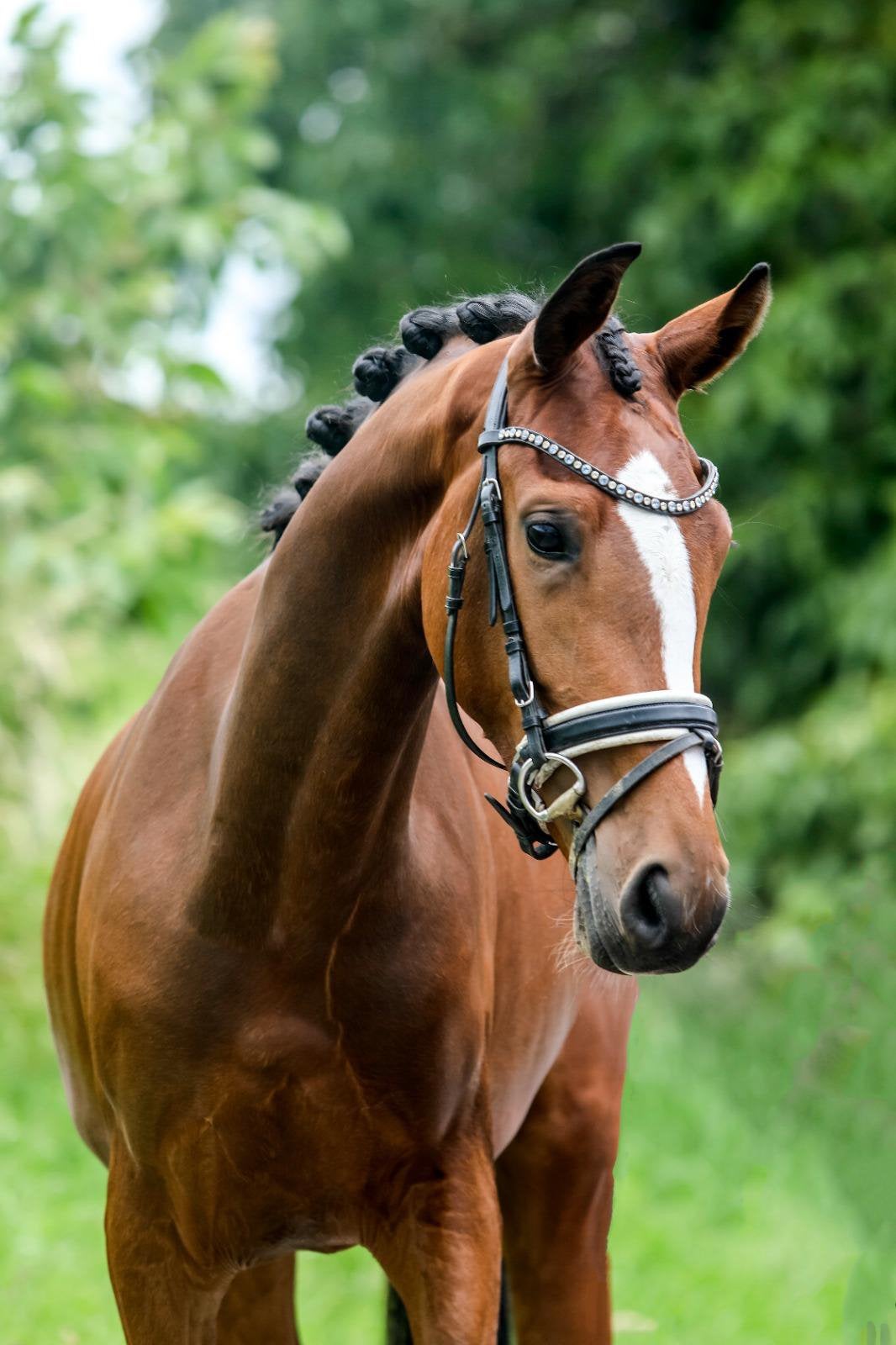 Lieve 3 jarige merrie, Merrie, Dressuurpaard, 3 tot 6 jaar
