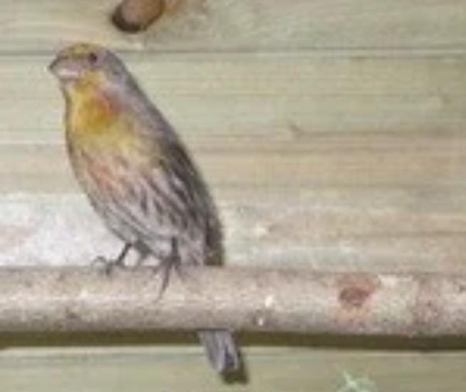 Mexicaanse roodmus man, Dieren en Toebehoren, Vogels | Overige Vogels, Mannelijk