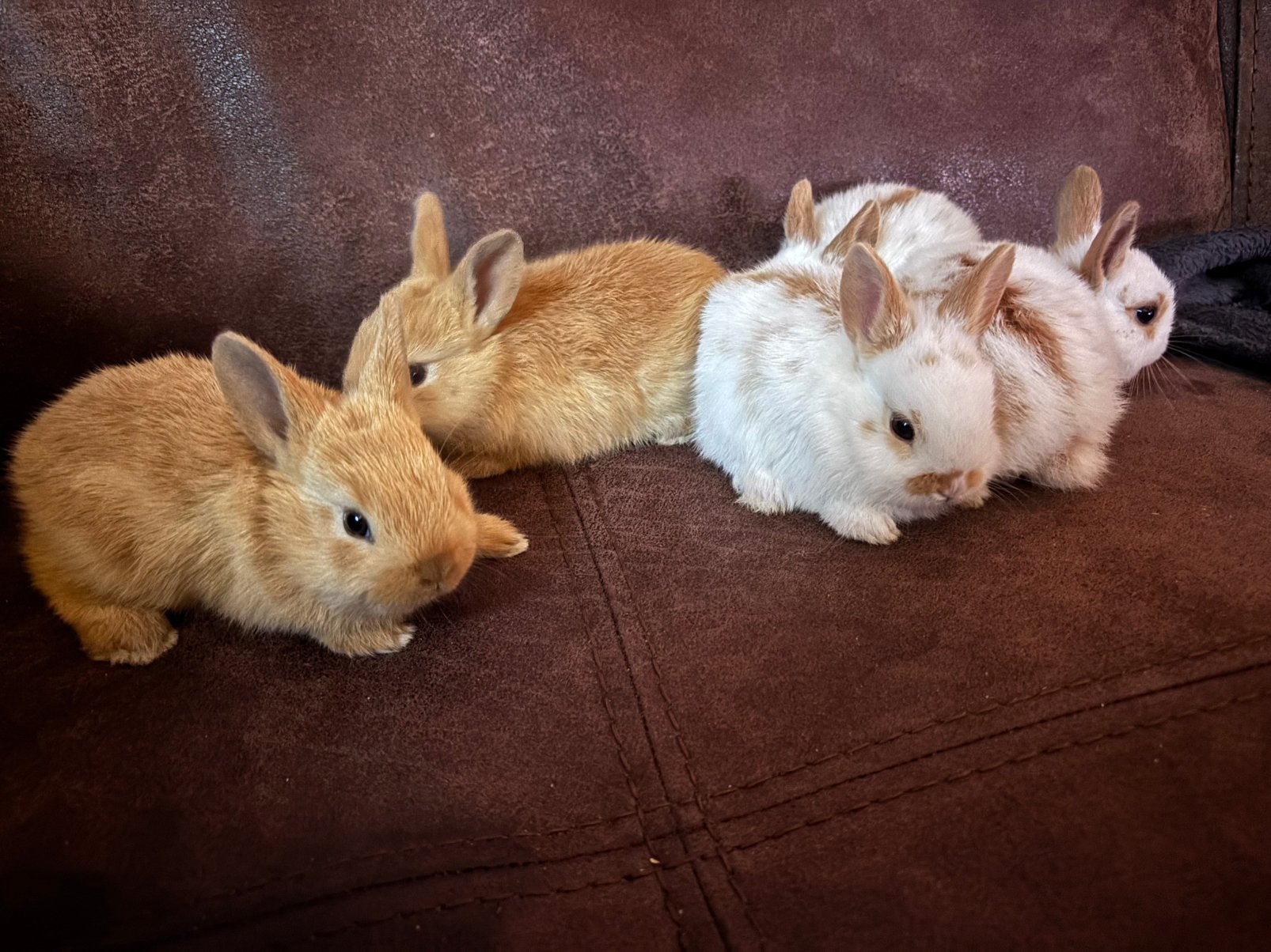 Jonge konijntjes, Dieren en Toebehoren, Konijnen, Meerdere dieren
