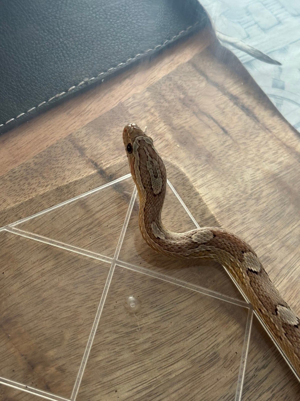 Vrouwelijke rattenslang te koop Rat Snake photo 2