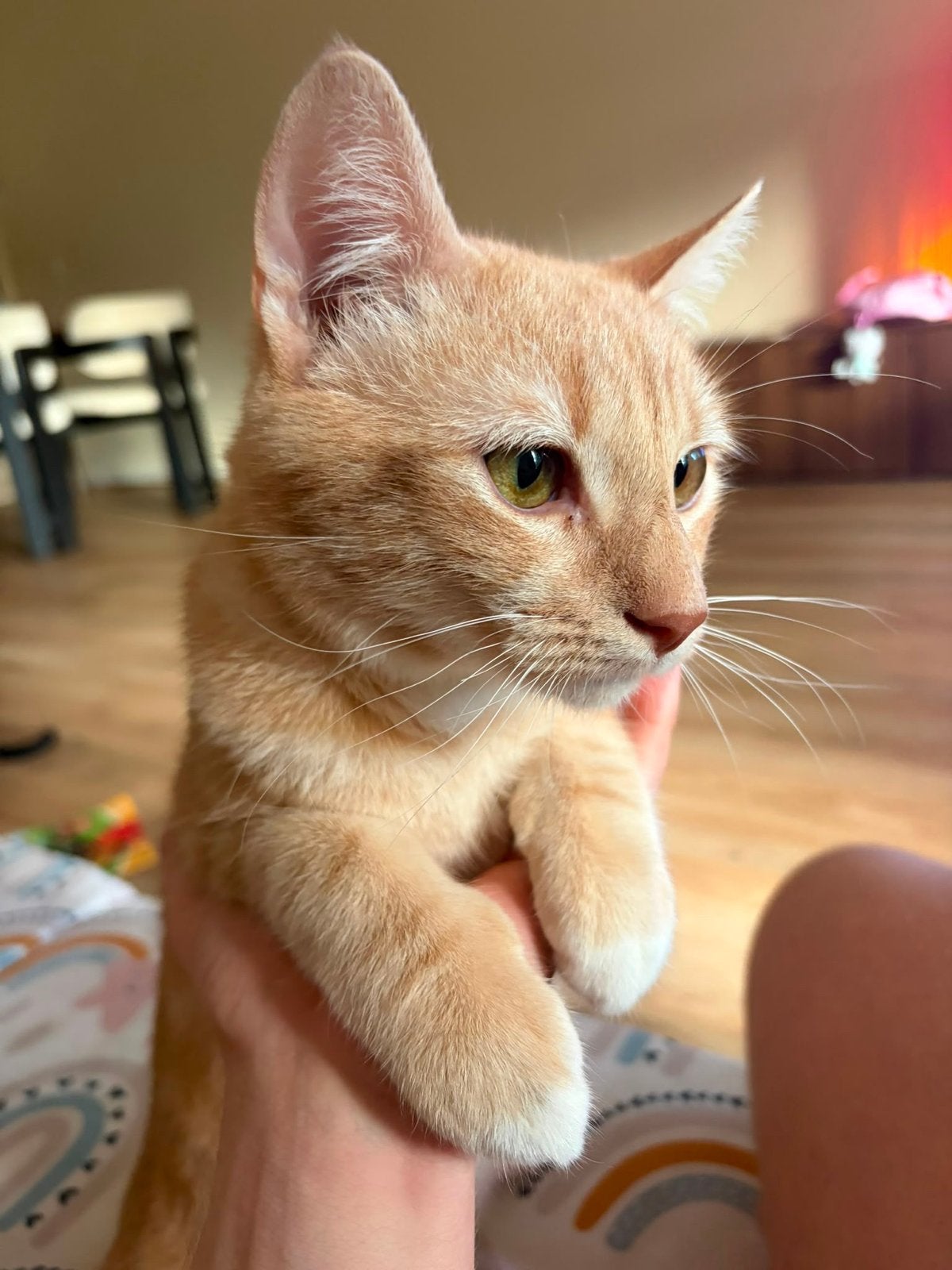 Kat