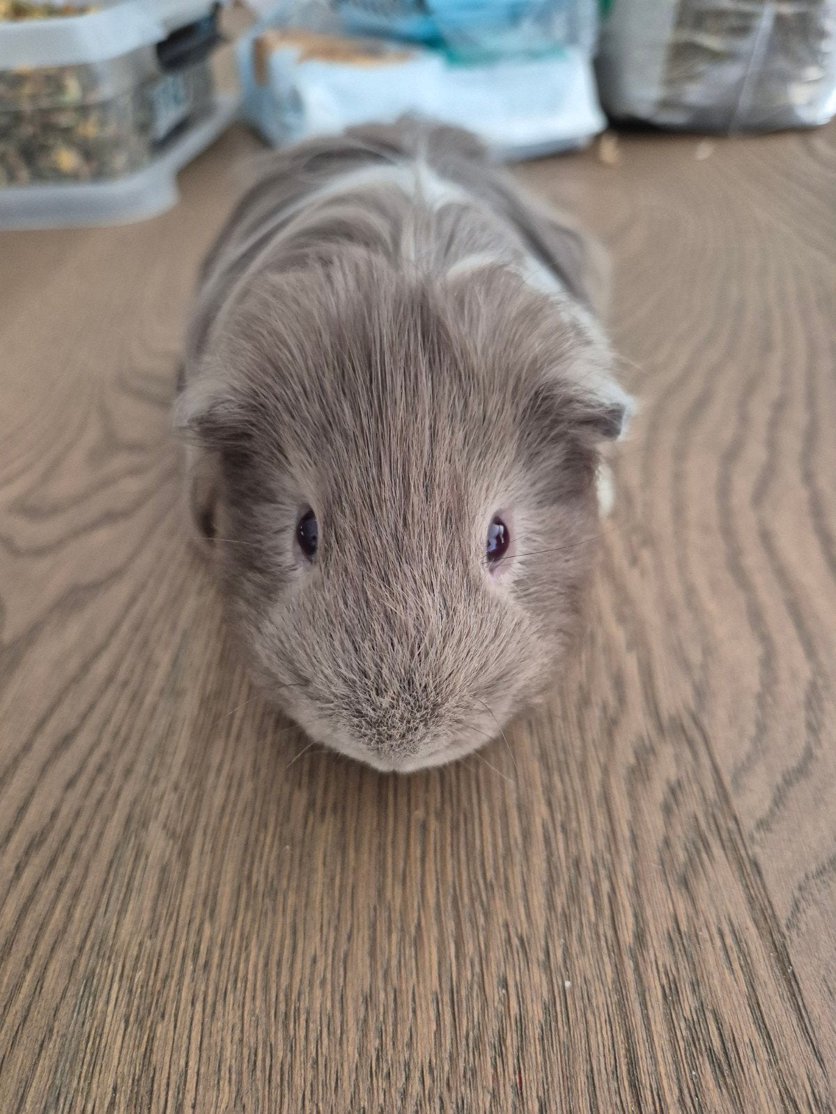 2 raszuivere sheltie beertjes, Dieren en Toebehoren, Mannelijk, Tam, Maart, Cavia