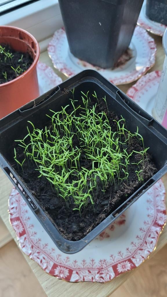 Jonge plantjes - klaar om te verpotten, Tuin en Terras, Ophalen of Verzenden, Voorjaar, Volle zon, Zaad